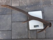 Zrzut byka rogi poroże gryzak dla psa