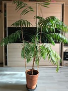 Chamaedoreaelegans Palma Koralowa