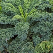 Jarmuż  świeży 799 093 053