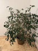 Beniamin Fikus wysokość 130cm z donicą ozdobną złotą rozłożysty zieleń 