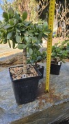 Grubosz Crassula arborescens Hulk 