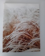 Obrazy 3 sztuki trawa pampasowa 