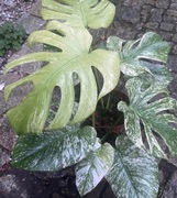 Monstera white monster