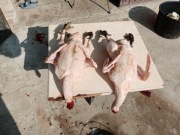 Koguty kaczki Kaczory indor 