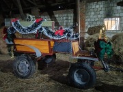 Bryczka dla kucyków koni huculskich 