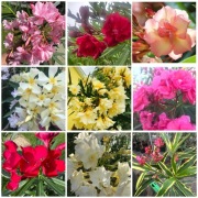 Oleandry o pięknych pachnących kwiatach