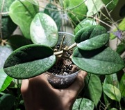 Hoya Silver Dollar - sadzonka ukorzeniona