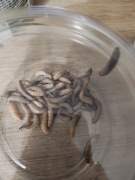 Mole woskowe Barciak większy 110 szt duże larwy lub mix do wyboru 