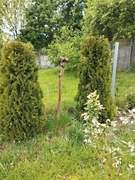 Katalpa drzewko formowane