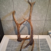 Zrzut poroże jelenia 4 sztuki  gryzaki łosia parostki 