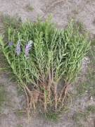 Tarczyca bajkalska sadzonka świeżo kopana bardzo dobrze się przyjmuje  