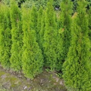 Szmaragd, 180 cm, Tuje, Thuje, Tuja, Krzewy, Thuja