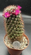 kaktus mammillaria