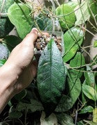 Hoya Meredithii Poring Hot Springs - sadzonka ukorzeniona