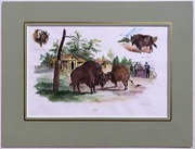 Litografia 1860 ręcznie kolorowana zwierzęta zoo