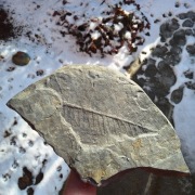 Skamieniałość duży odcisk paproci Neuropteris