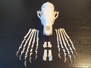 Naturalna czaszka lisa rudego + zestaw kości