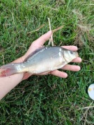 Kroczek karpia karpia