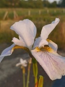 Irys syberyjski 'Hohe Warte' Iris sibirica