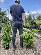 Hortensja Pnąca / Hydrangea Petiolaris /Wys.60-140