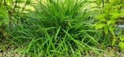 Turzyca Carex Irish green Morrowii 30 szt sadzonki