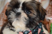 Shih Tzu pies szczeniak Gustaw rodowód genetyka 