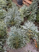 Pakiet NOBILIS 5.5kg z Danii, 1 klasa niebieski