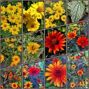 Słoneczniczek szorstki - Mega Kolekcja - 4 odmiany 