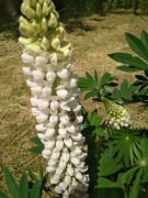 ŁUBIN BIAŁY około 20 nasiaon