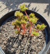 PIWONIA KOPERKOWA duża sadzonka 6 pędów CZERWONA