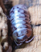 Armadillidium klugii "Skeleton", isopody, kulanki, 10 szt.