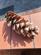 Szyszka sosnowa duża około 20 cm