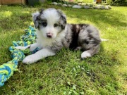 Border Collie szczeniaki FCI