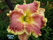 Liliowiec Staying Alive 1-pędowa sadzonka