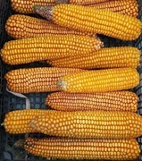 Okazja Kolby kukurydzy 10+1szt  dla królików gryzoni. gratis.