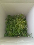 Żywa jemioła duża ilość duże naturalna jemioła 60 cm 70 cm,40 kulki ozdoba