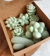 Woski sojowe sukulenty do kominka| rękodzieło| cytrusowy zapach