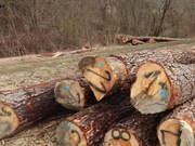 DREWNO TARTACZNE - SOSNA