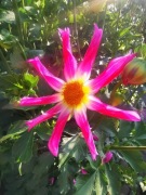 Dalia Honka Pink 