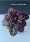 Sinovietnamica botanik pimulina (chirita), rodzina fiołek afrykański 