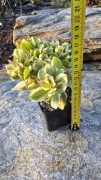 Grubosz Crassula Curly green variegata 