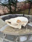 Czaszka CIELAKA Byka woła domowego lisa kuny. Naturalna! 