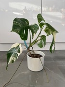Monstera variegata 5 liści z pięknymi genami 