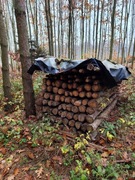 Stemple budowlane świerkowe