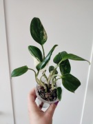 Monstera Standleyana Yellow - sadzonki ze zdjęcia