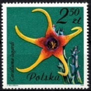2640 Kwiaty sukulentów - kaktusy (luzak)