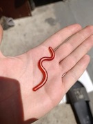 Sztuczne robaki na spinning