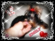 York,yorkshire terrier - ELITARNY REPRODUKTOR-MICRO!KRAKÓW!MAłOPOLSKA!