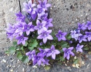 Dzwonek Poszarskiego 