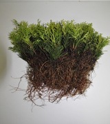 TUJA SZMARAGD THUJA SMARAGD  SADZONKA 1zł